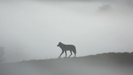 A lone wolf silhouette walks through a foggy landscape at dawn, evoking a sense of mystery - Powered by Adobe
