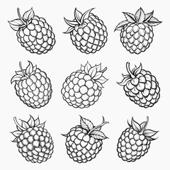 Vintage Boysenberry Fruit Line Art Set, Vector Illustration Pack, Design element for poster, card, banner, sign.