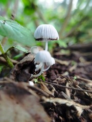 Beautiful mushroom in the forest