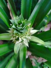 close up of little Pineapple 