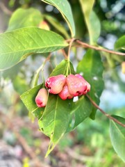 Close-up of fresh pink water apple fruits (Syzygium aqueum) hanging from a tree with vibrant green leaves in a tropical environment. A juicy and refreshing fruit commonly grown in Southeast Asia