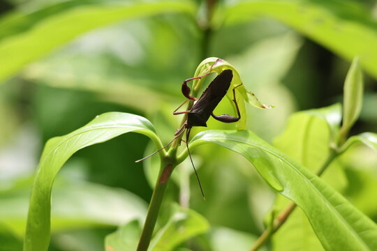 Brown Insect - Leaf Footed Bug (Coreidae family) perched upside down on a plant, illuminated by the bright sunlight. Note the large hind legs, and the shield-like shape of the body. 