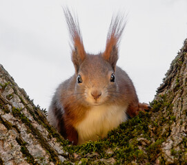 Neugierig schauendes Eichhörnchen im Baum