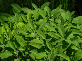 Sage Plant with green leaves