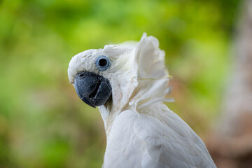 A portrait of a white cockatoo