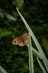 A brown butterfly on a leaf