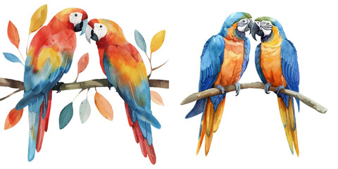 couple macaw birds watercolor vector illustration