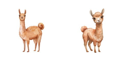 cute lama watercolor vector illustration