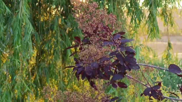 Sunset illuminates weeping willow tree branches and smoke bush leaves in a garden