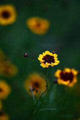 Close-up of beautiful bloom of yellow rudbeckia