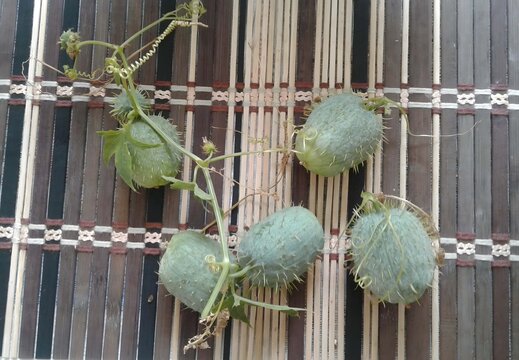 Five Green Spiky Fruits of Creeping Cucumber Vine on Wooden Woven Place Mat