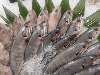 Fresh mackerel neatly arranged on ice, ready to deliver a high-protein, omega-3-rich meal. A visual...