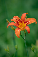 Close-up of beautiful orange-red daylily flowers in bloom