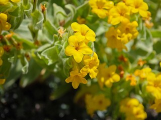 yellow flowers