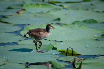 The fresh green lotus buds are very fresh and beautiful