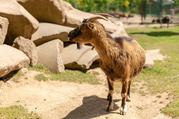 A goat explores its surroundings in an open area filled with rocks and green grass. Sunlight...