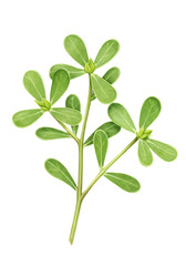 Naklejka premium A green plant stalk with small leaves set against a monochrome green backdrop