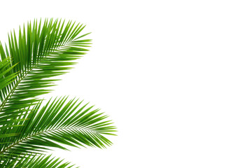 Obraz premium Green palm trees branch foliage on corner border cut out backgrounds