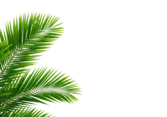 Green palm trees branch foliage on corner border cut out backgrounds