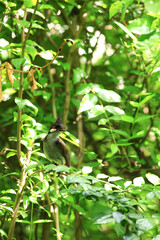 bird is looking for prey on a tree branch.