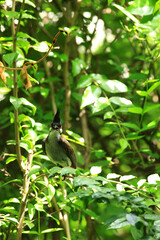 bird is looking for prey on a tree branch.