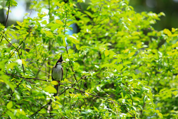 bird is looking for prey on a tree branch.