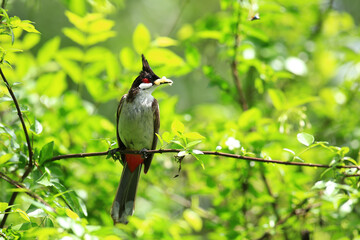bird is looking for prey on a tree branch.