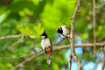 bird is looking for prey on a tree branch.