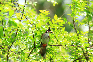 bird is looking for prey on a tree branch.