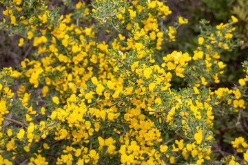 Fototapeta premium Common broom or Scotch broom, Cytisus scoparius
