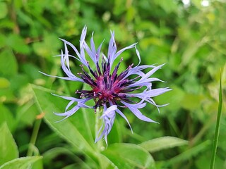 close-up of a pretty blue blooming cornflower in the garden