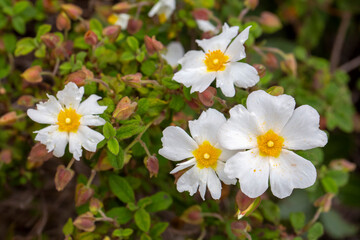 Laden; It is a plant species with white or pink flowers that make up the Cistus genus of the Cistaceae family.