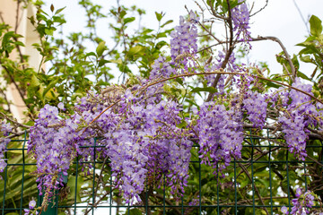 Obraz premium Selective focus of purple flowers Wisteria sinensis or Blue rain, Chinese wisteria is species of flowering plant in the pea family, Its twisting stems and masses of scented flowers in hanging racemes.