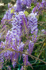 Selective focus of purple flowers Wisteria sinensis or Blue rain, Chinese wisteria is species of flowering plant in the pea family, Its twisting stems and masses of scented flowers in hanging racemes.