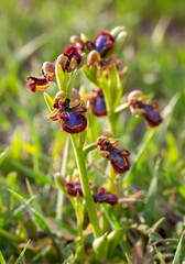 Wild orchid, scientific name; Ophrys speculum