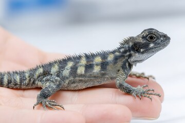 Obraz premium Detailed Close-Up of a Lizard Resting on a Hand, Showcasing Unique Textures and Patterns of Scales, with a Soft Background Creating an Artistic Focus on the Reptile