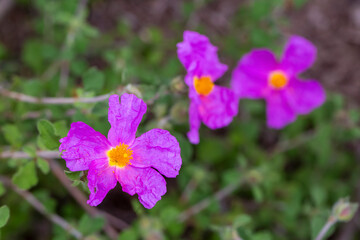 Laden; It is a plant species with white or pink flowers that make up the Cistus genus of the Cistaceae family.