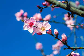 Peach tree flowers are pink