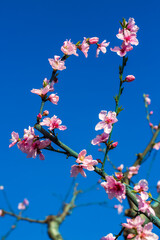 Peach tree flowers are pink