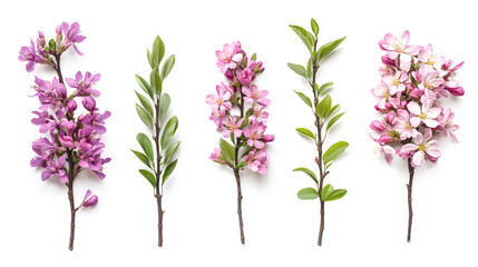 Obraz premiumDelicate purple lavender flowers with green stems and leaves are isolated on a white background, showcasing their natural bloom