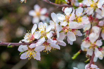 Apricot trees bloom in spring