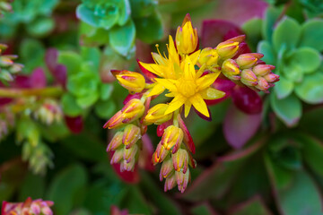 Succulent plant, Scientific name; Sedum Palmeri