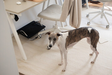 Whippet dog stands in cozy minimalist neutral home office