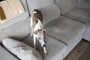 Whippet dog standing on light grey sofa in modern living room. Pet-friendly lifestyle