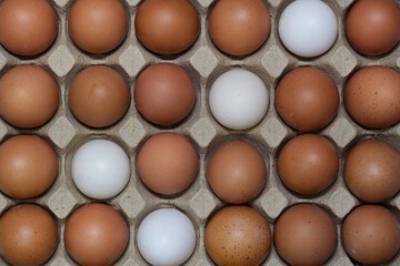 eggs in a box with four different eggs