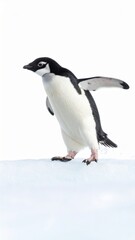 Fototapeta premium An adorable Adelie penguin stands on bright white Antarctic ice with wings outstretched against a stark background, showcasing its unique colo and gait.