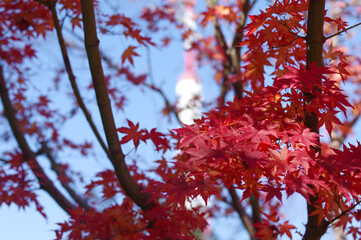 Autumn Leaves of Tokyo