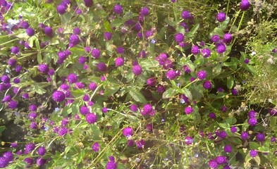 Fototapeta premium Close up of Globe Amaranth flowers with stems and leaves, full frame overhead