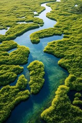 Mangrove River: An aerial view captures the intricate network of waterways weaving through a vibrant mangrove forest, showcasing the beauty and ecological importance of this unique ecosystem.