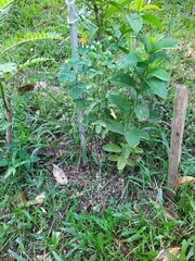 guava tree and grass